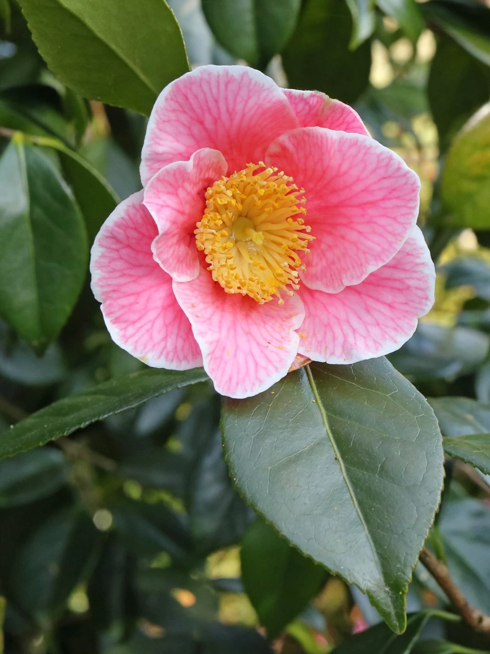 C. japonica 'Adelina Patti' AGM
